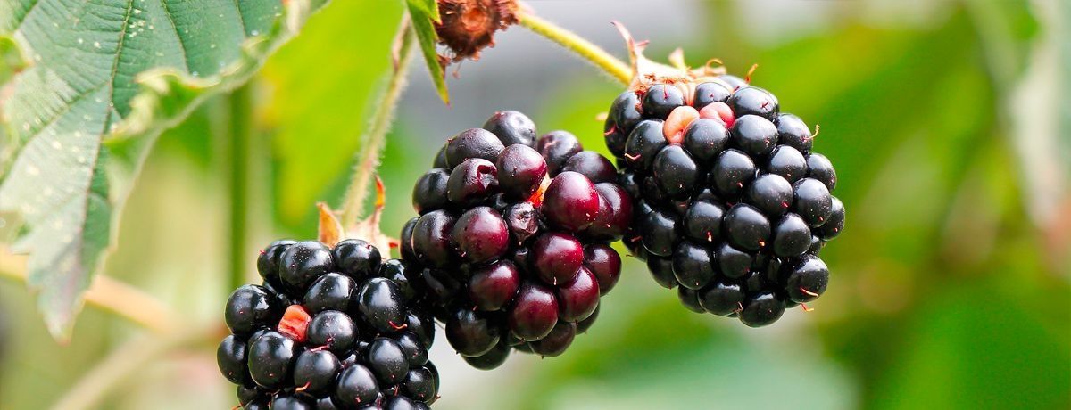 Ons eerste Brommelsfestijn was een groot succes