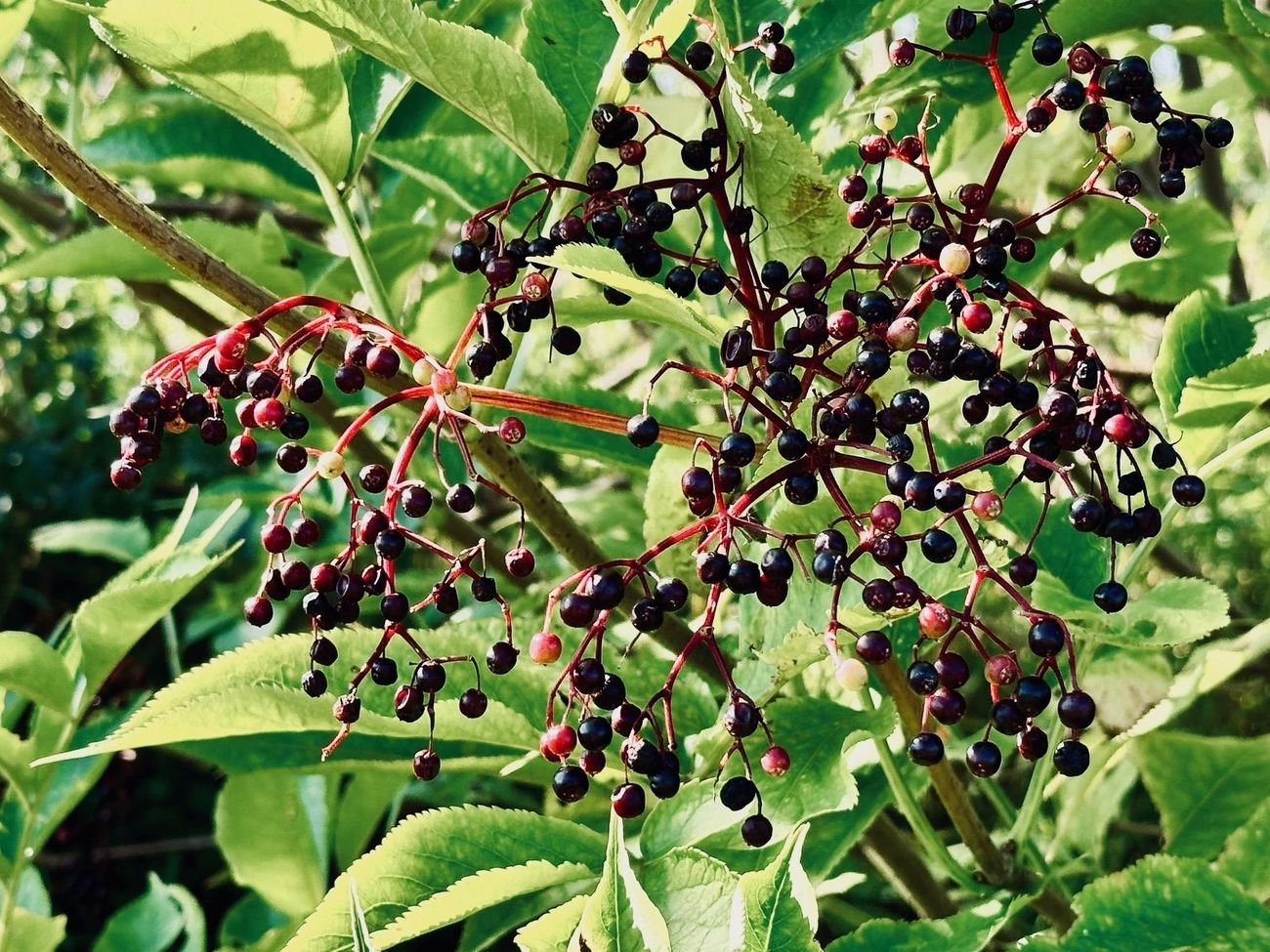 Wichter, bramen en vlierbessenjam