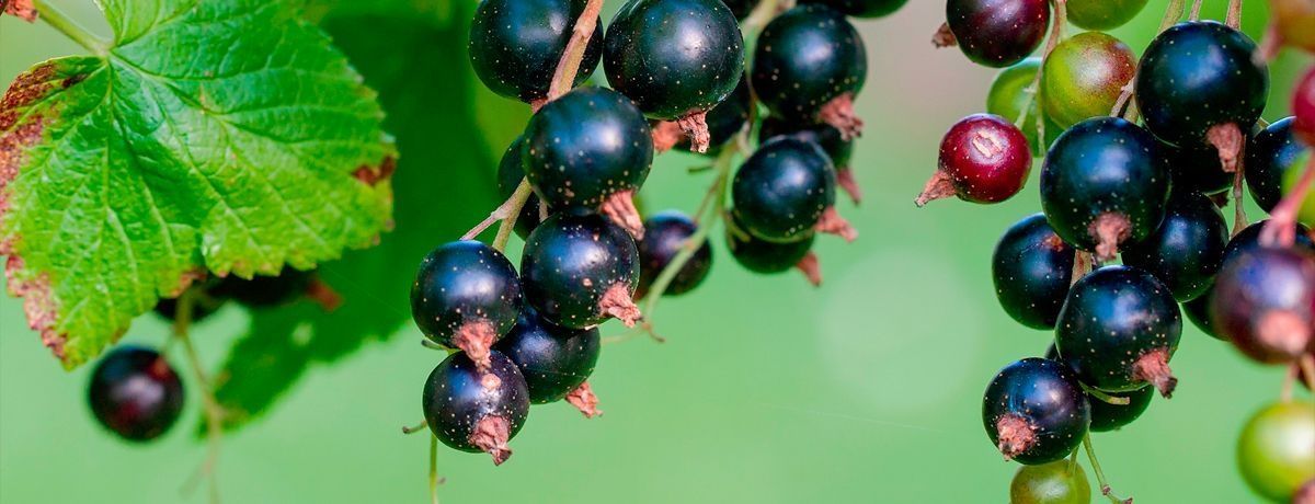 Wichterjam met zwarte bosbes en een vleugje rum