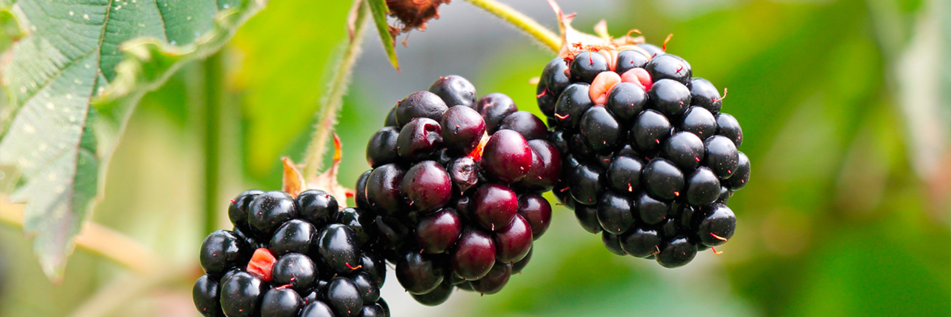 Wichterjam met aronia en bramen